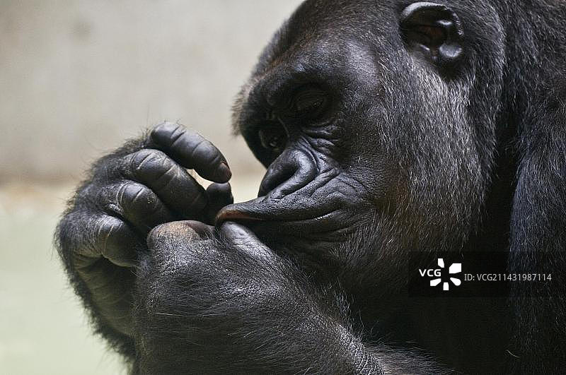 龇牙咧嘴的雌性大猩猩（大猩猩），巴塞尔动物园，瑞士，欧洲图片素材