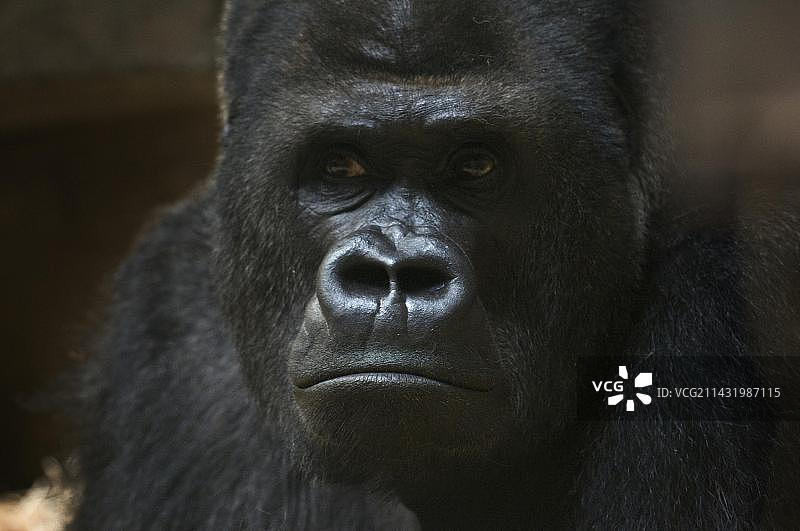 雄性大猩猩画像，巴塞尔动物园，瑞士，欧洲图片素材