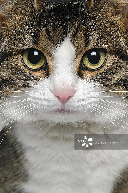 猫，肖像图片素材