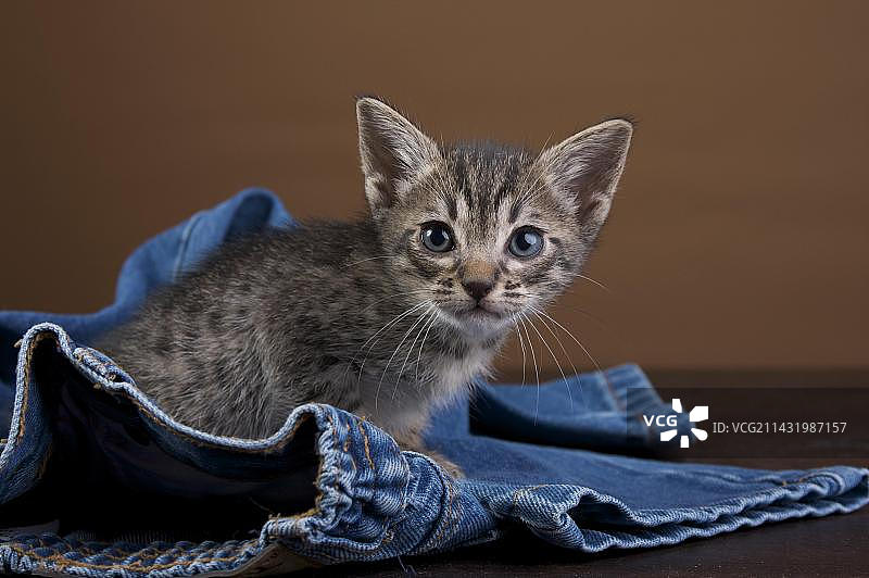 穿牛仔裤的奥西猫幼猫图片素材