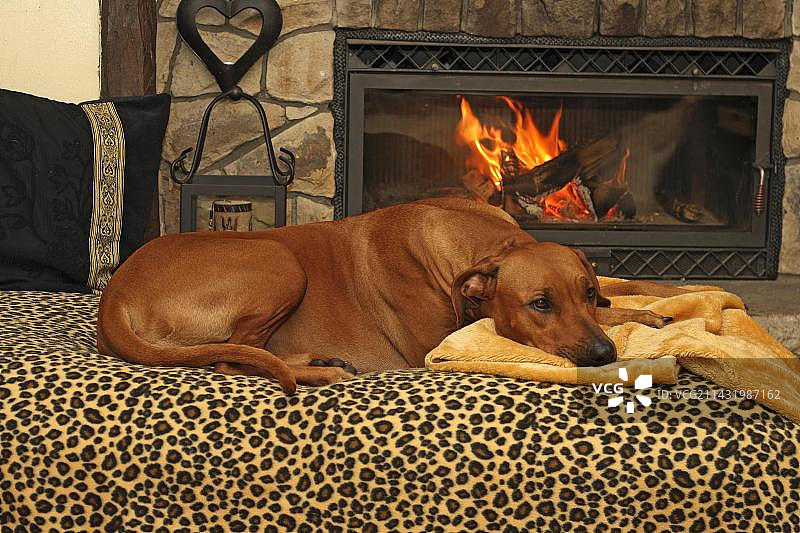 罗德西亚脊背犬（家犬）在壁炉前的沙发上图片素材