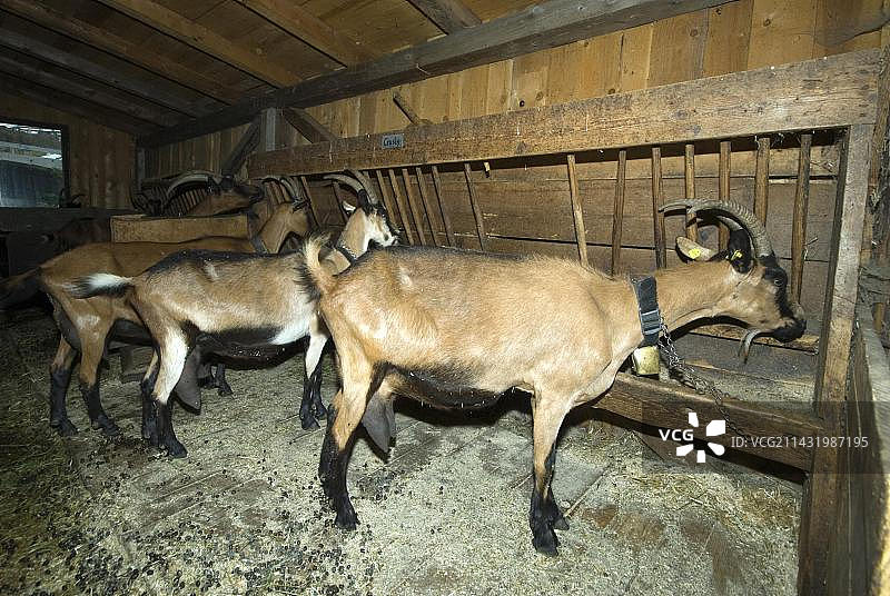 在奥地利蒂罗尔州施图拜山谷Grawa-Alm高山牧场畜舍里的家山羊图片素材