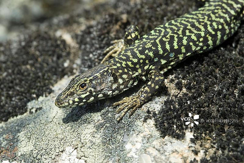 墙蜥蜴（Podarcis muralis），意大利厄尔巴岛马尔恰纳图片素材