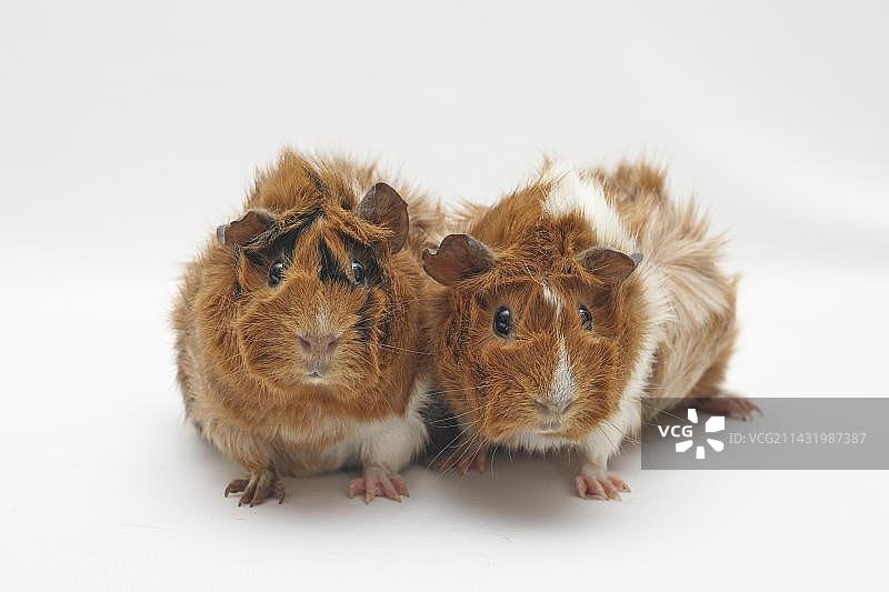两只阿比西尼亚豚鼠并排坐着看向镜头图片素材