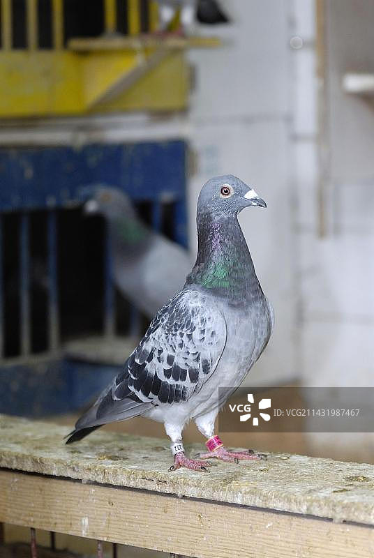 欧洲德国鸽舍中的信鸽图片素材