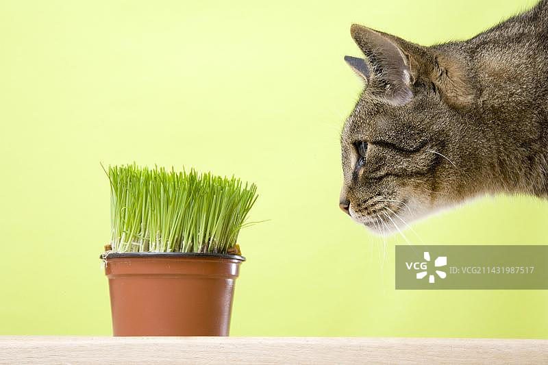 好奇地看着韭菜盆的公猫图片素材