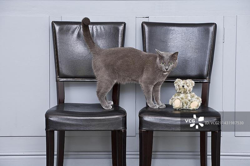 公猫和泰迪熊在皮椅上图片素材