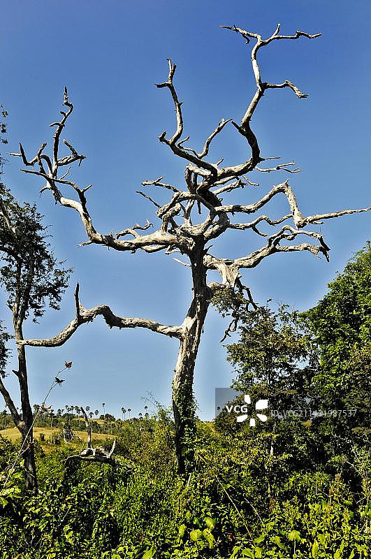 科莫多国家公园林卡岛枯树图片素材
