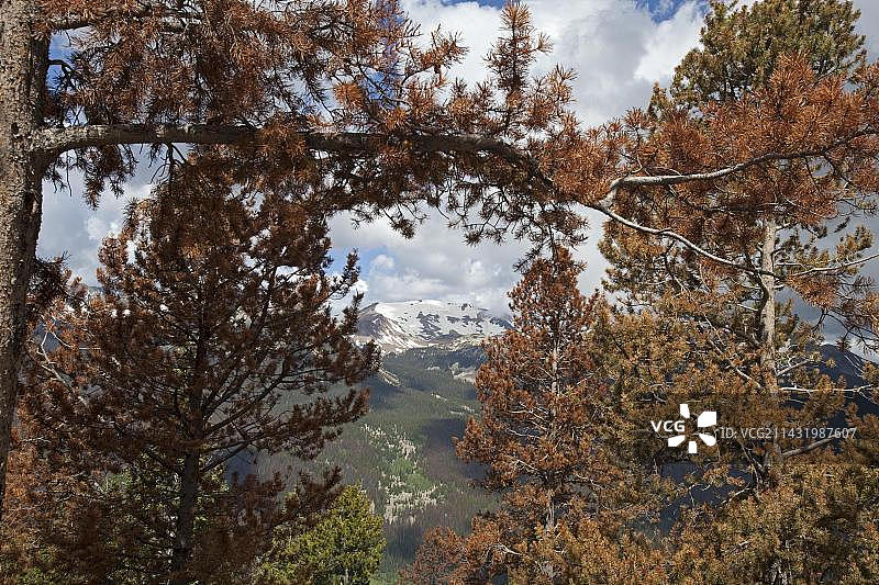 美国科罗拉多州落基山国家公园的松树甲虫灾害图片素材