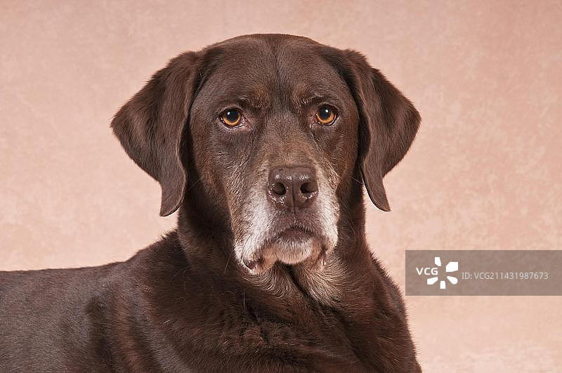 拉布拉多猎犬混血犬图片素材