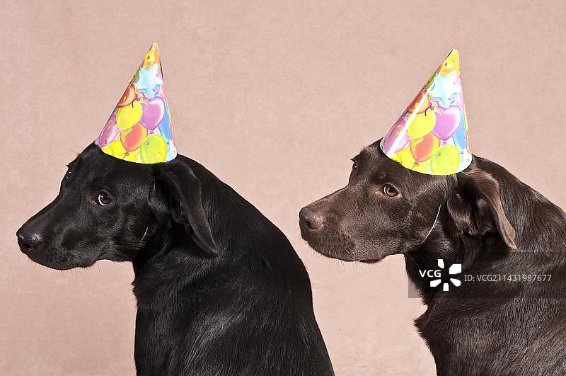 两只戴着派对帽的拉布拉多寻回犬图片素材
