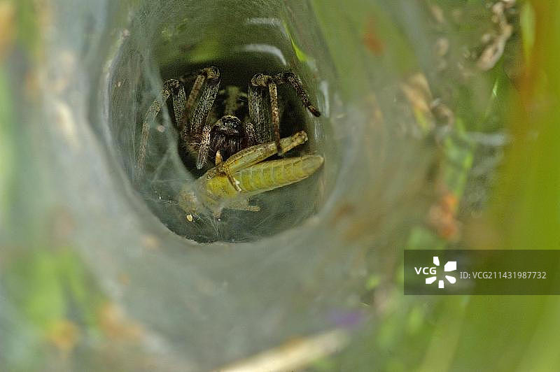 德国北莱茵-威斯特法伦的草蜢蛛和草蜢图片素材