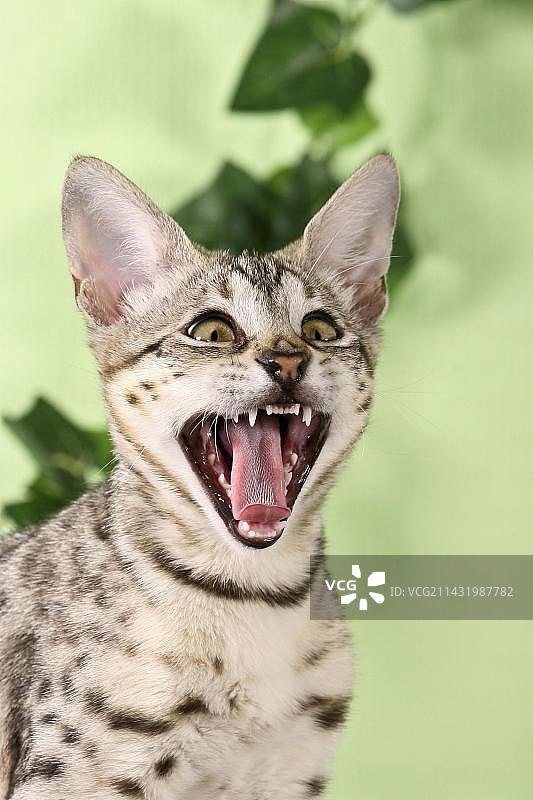 打呵欠的年轻萨凡纳猫图片素材