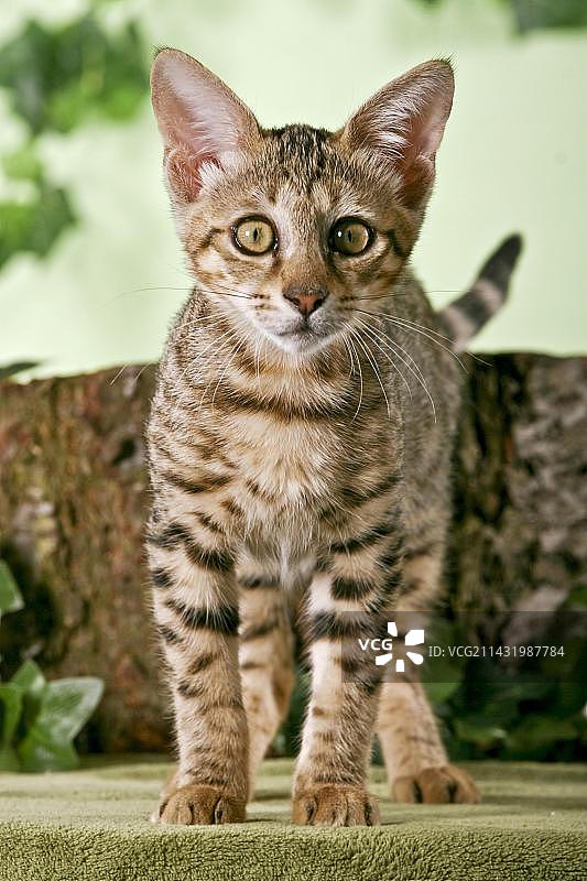 站在树干前的幼年草原猫图片素材