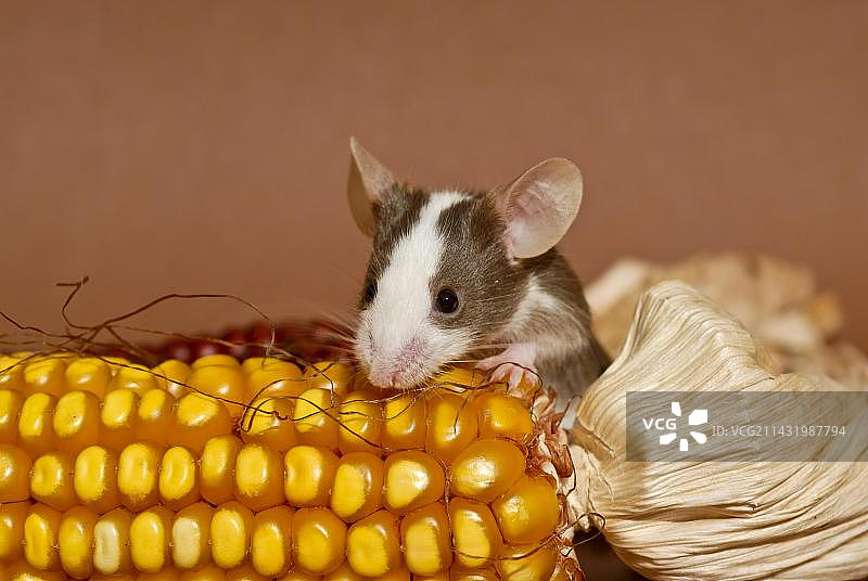 精美老鼠攀爬玉米棒图片素材