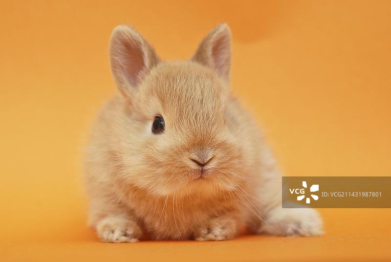 4周大的幼年侏儒兔图片素材