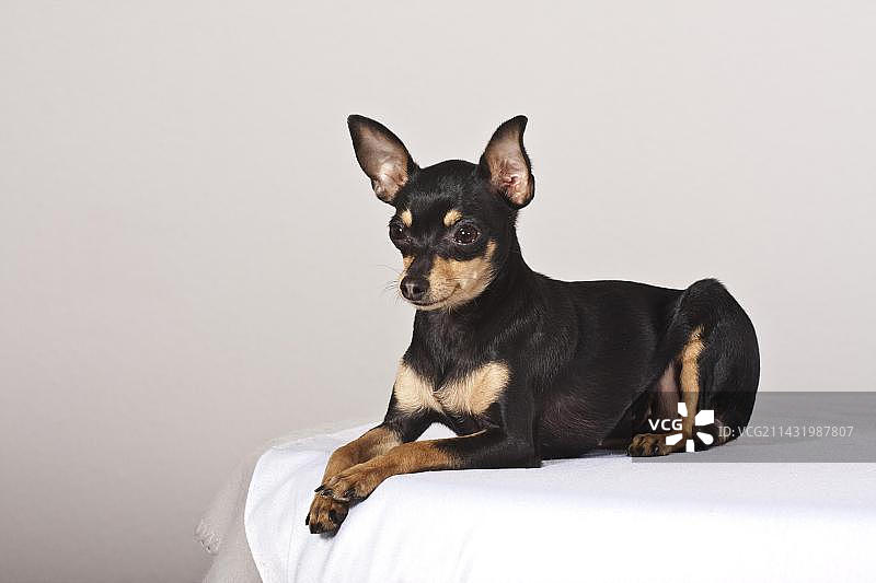 躺着的布拉格拉特犬图片素材