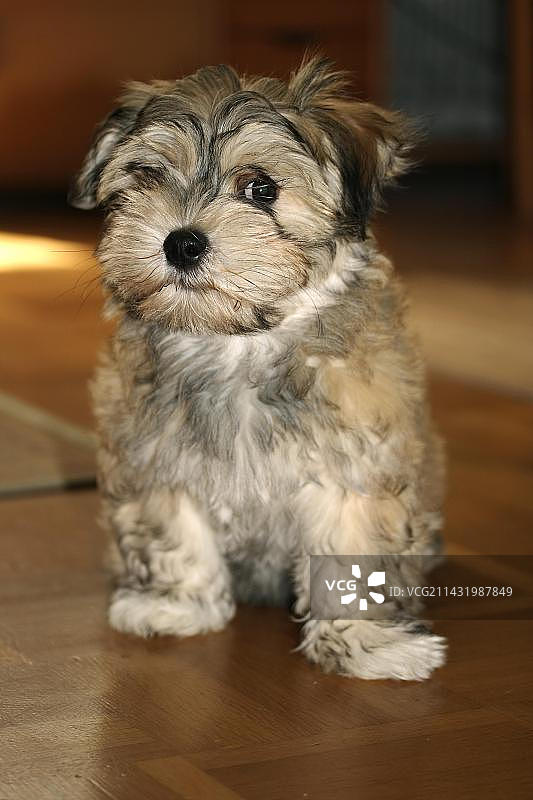 11周大的哈瓦那小狗图片素材