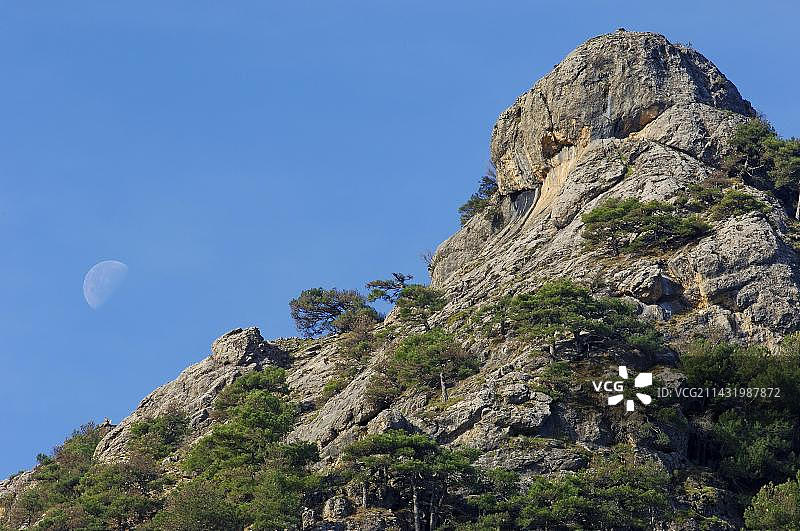 黑松，卡索拉山脉自然公园，西班牙安达卢西亚图片素材