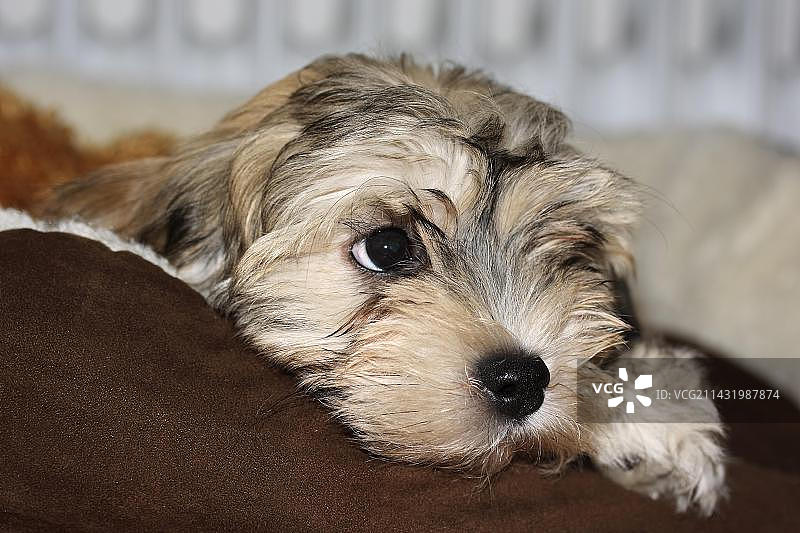 三个月大的哈瓦那幼犬图片素材