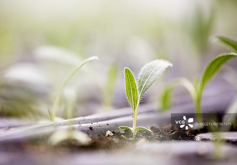 紫锥菊幼苗图片素材