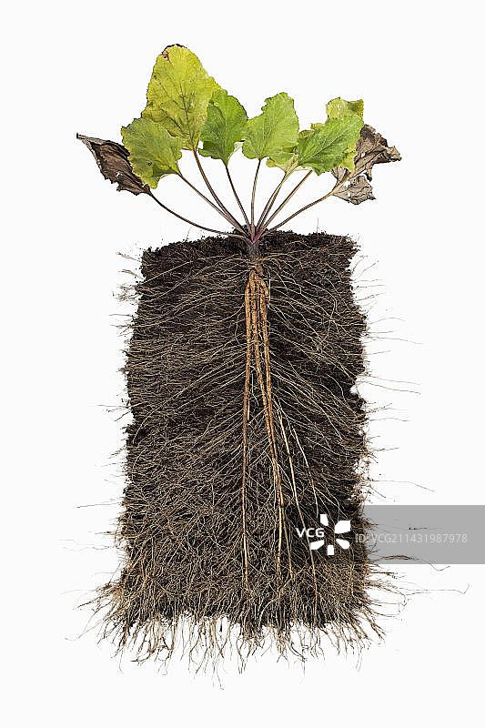 牛蒡，带根全株图片素材