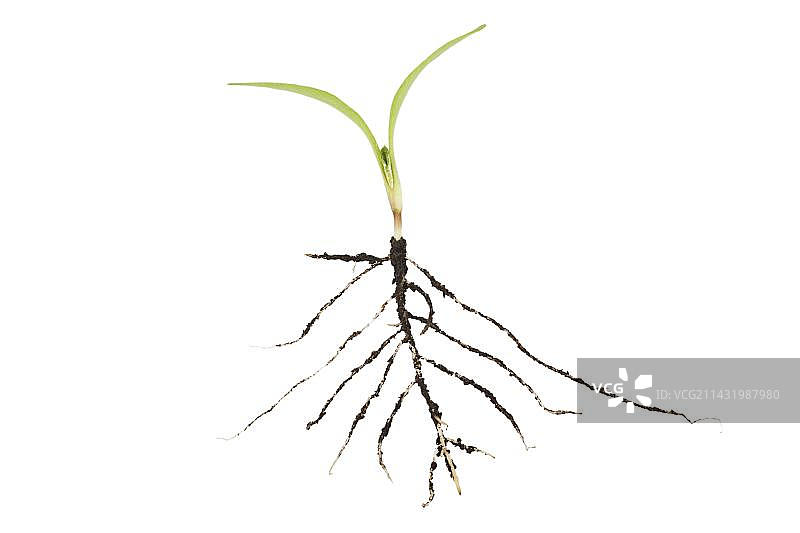 牛蒡幼苗（带根）图片素材