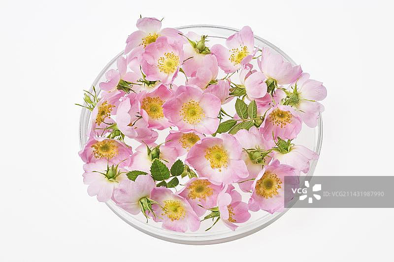 托盘上新鲜采摘的甜蔷薇或伊格琳蔷薇（蔷薇）花朵图片素材