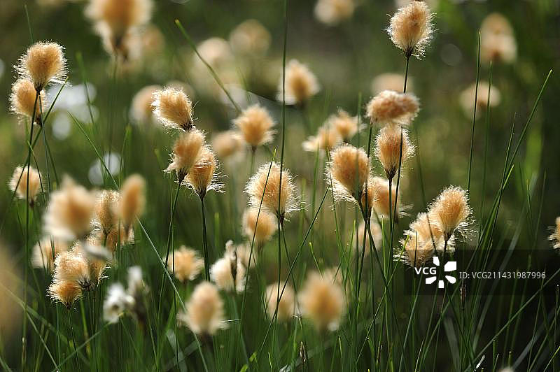 德国北莱茵-威斯特法伦州的棕色棉花草图片素材