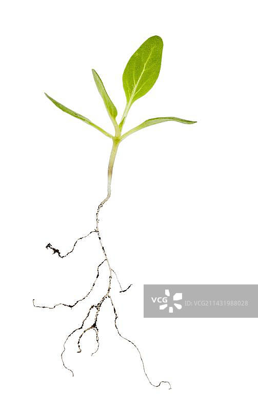 天仙子的幼苗图片素材