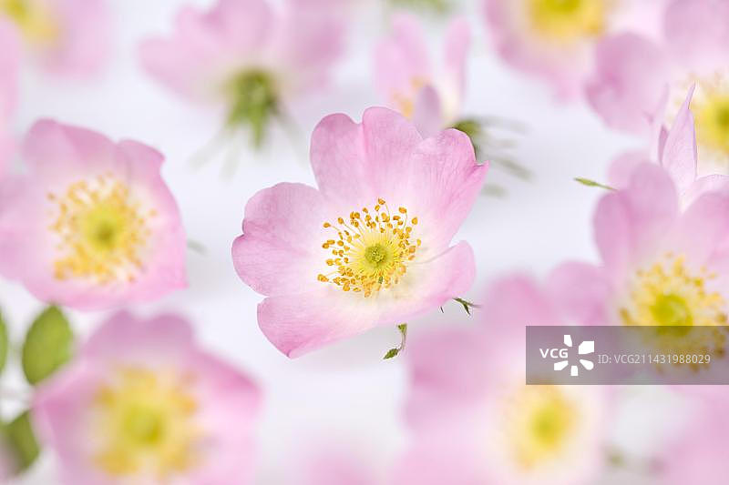 甜蔷薇花图片素材