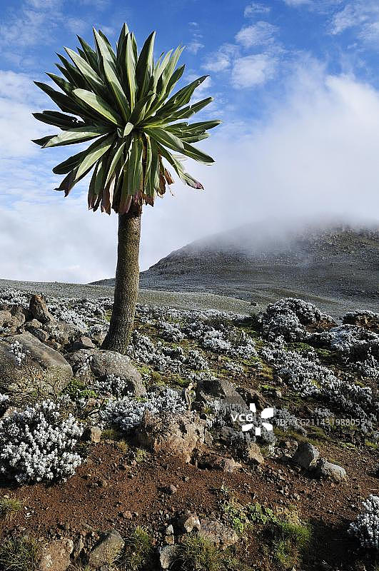 非洲埃塞俄比亚巴莱山国家公园巨型半边莲图片素材