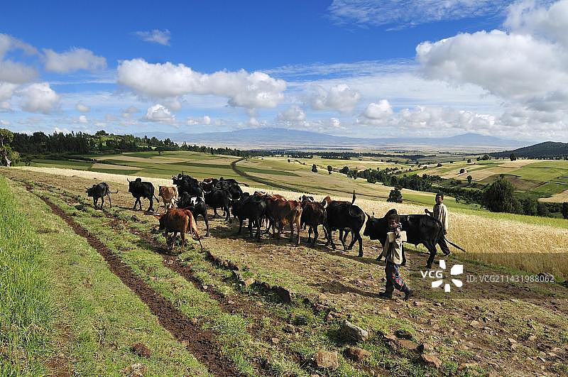 埃塞俄比亚奥罗米亚巴莱山脉多多的拉附近的牛群图片素材