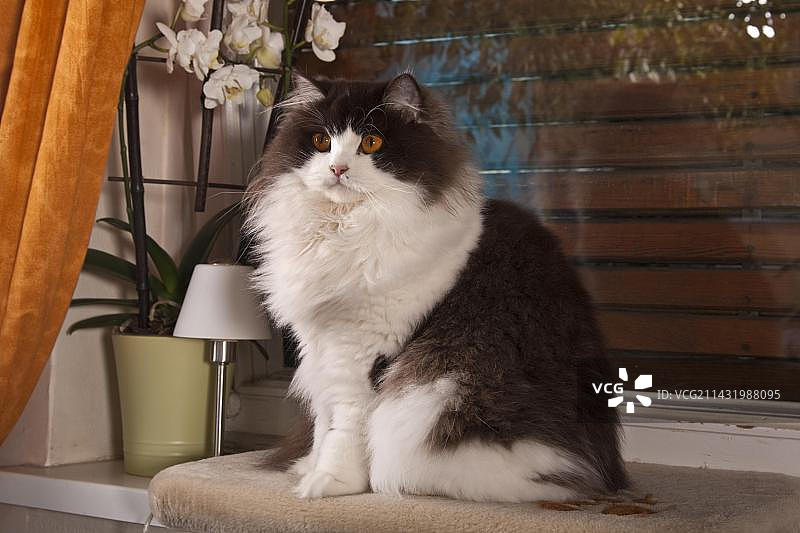 坐着的高地猫图片素材