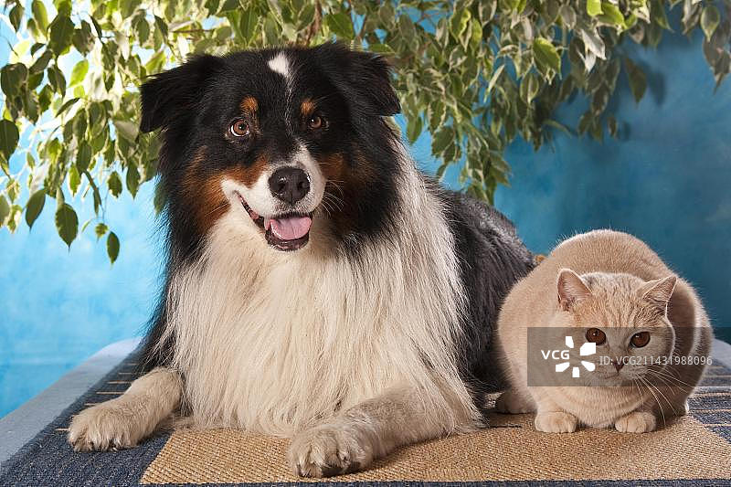 澳大利亚牧羊犬和英国短毛猫图片素材