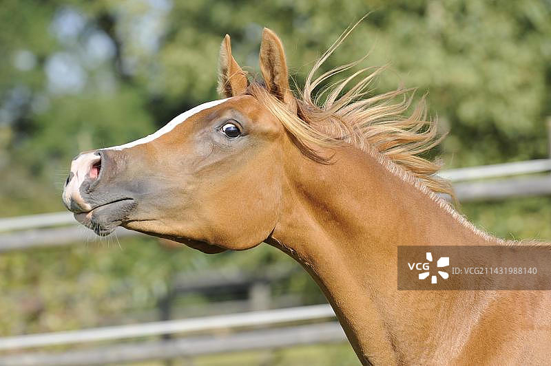 阿拉伯纯种小母马头部特写图片素材