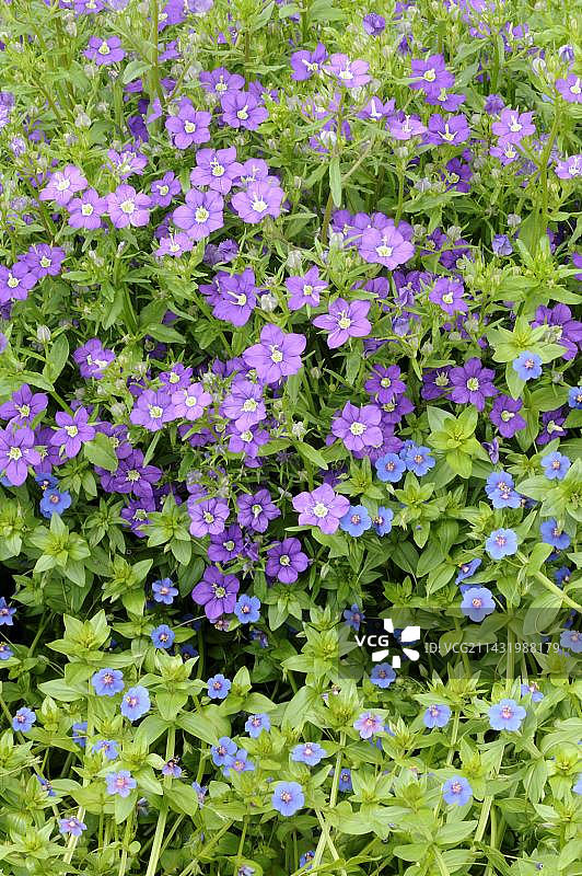 蓝色琉璃繁缕和维纳斯镜图片素材