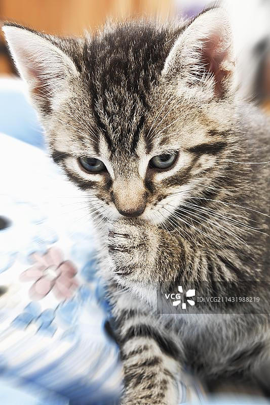 小猫舔爪子图片素材