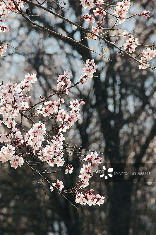 索松村图片素材