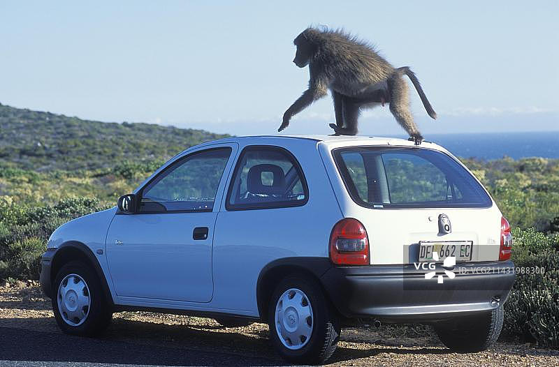 狒狒（Papio），在南非西开普省好望角国家公园的一辆汽车车顶上图片素材