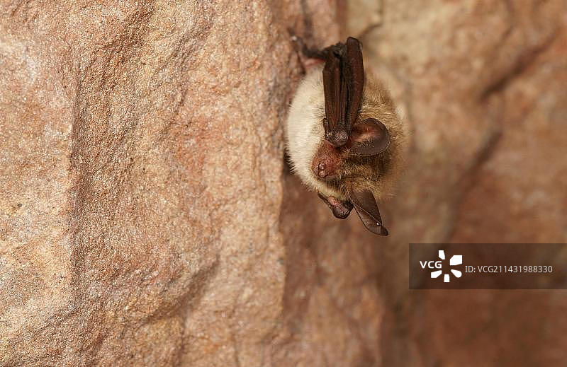 冬眠期间的贝氏鼠耳蝠图片素材