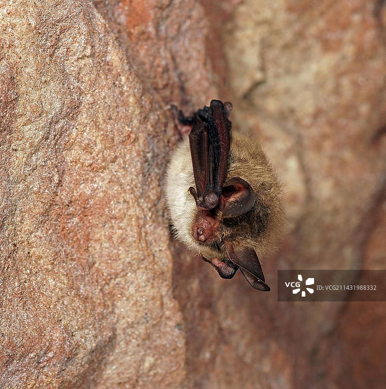 冬眠期间的贝氏鼠耳蝠图片素材