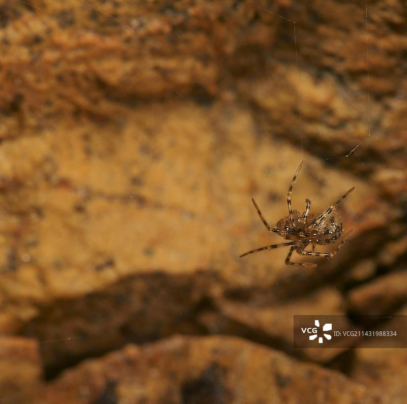 洞穴巢蛛图片素材