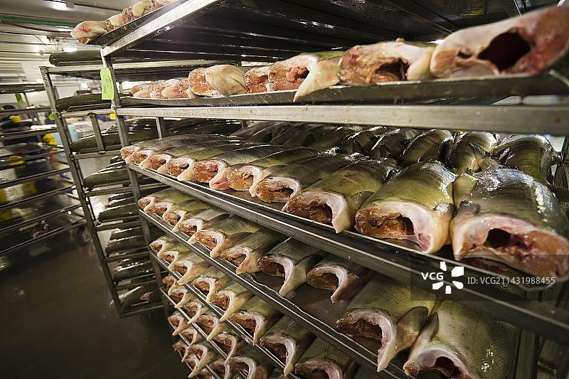 阿拉斯加三文鱼加工厂图片素材