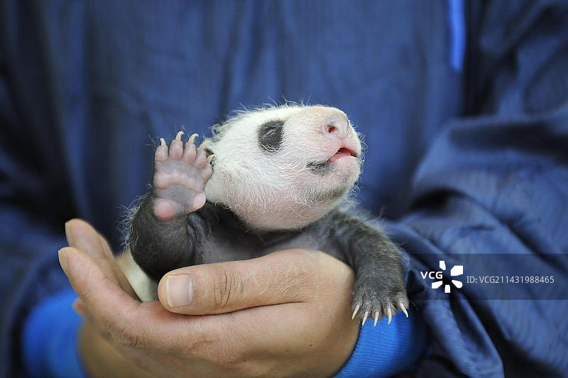 中国四川雅安碧峰峡大熊猫繁育和保护中心：熊猫宝宝图片素材