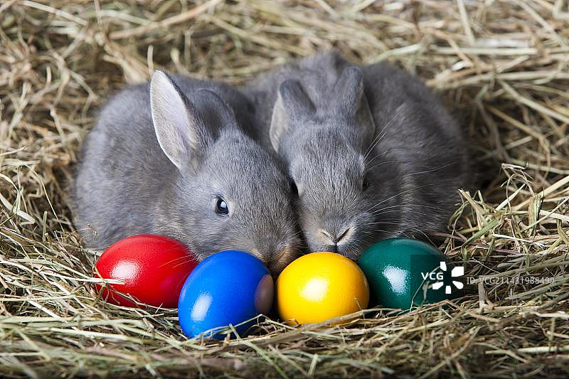 复活节兔子和彩蛋在干草上，马尔堡兔品种图片素材