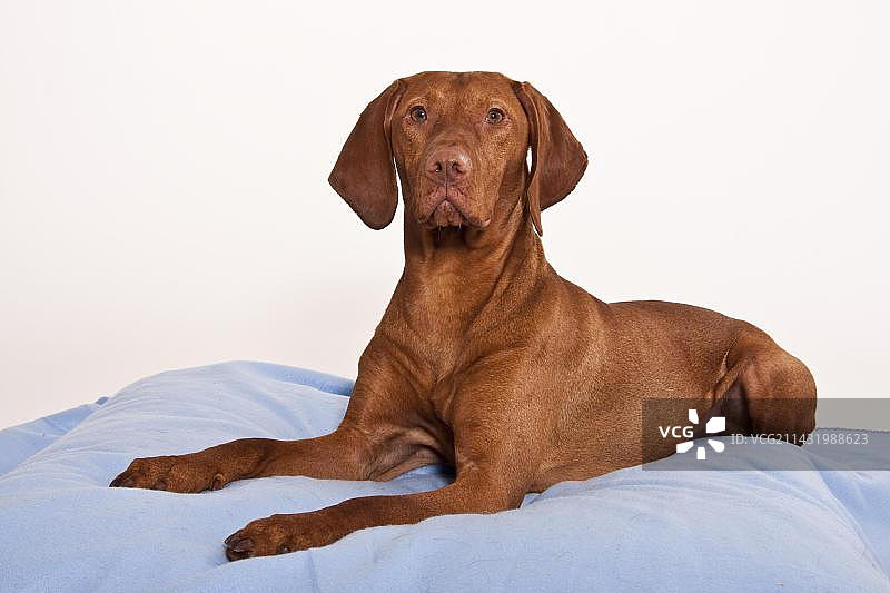 维兹拉犬图片素材