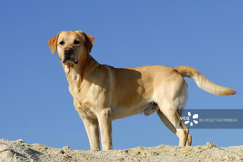 金毛拉布拉多犬站在沙丘上图片素材