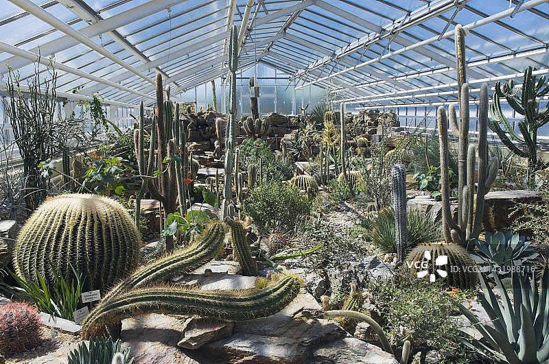 慕尼黑植物园的仙人掌温室，德国巴伐利亚图片素材