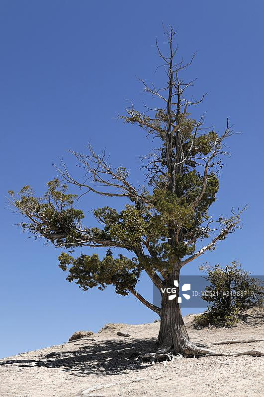布莱斯峡谷国家公园峡谷边缘的树木，美国犹他州图片素材